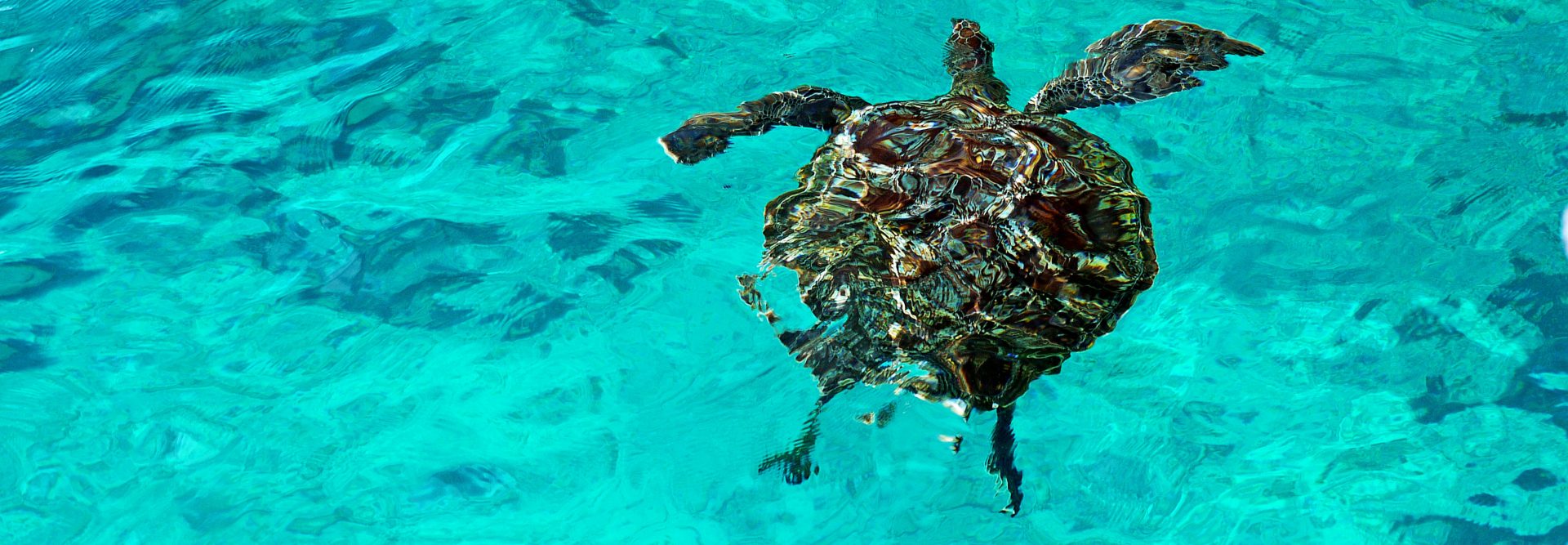 Schildkröte im Wasser