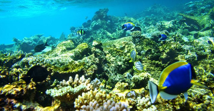 Entdecke die bunte Unterwasserwelt rund um den ROBINSON Club Maldives. 