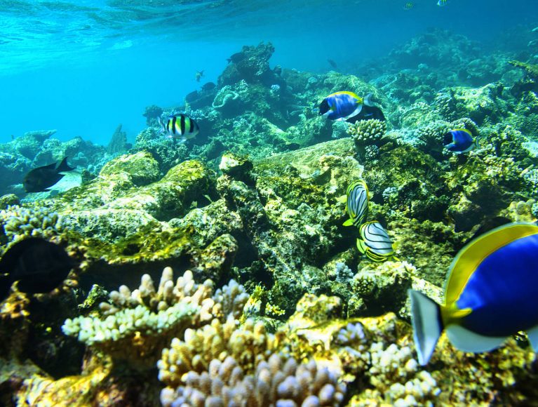 Entdecke die bunte Unterwasserwelt rund um den ROBINSON Club Maldives. 