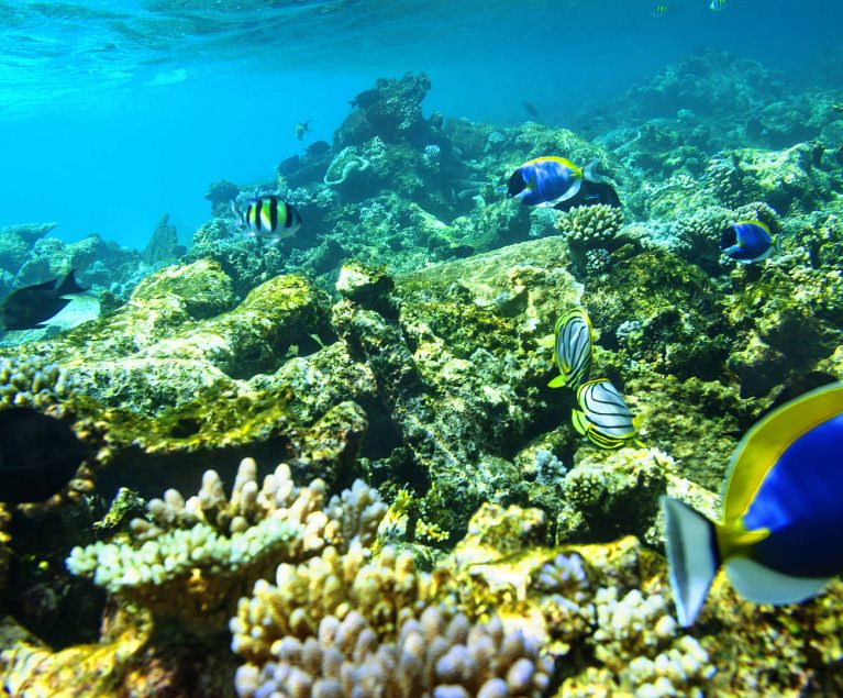 Entdecke die bunte Unterwasserwelt rund um den ROBINSON Club Maldives. 
