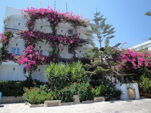 Flora und Blütenpracht auf der griechischen Insel Kos
