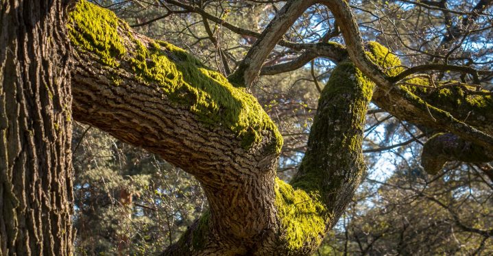 Eichenbäume - die ältesten Deutschlands findest du im Waldgebiet Ivenacker Eichen