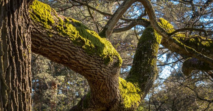 Eichenbäume - die ältesten Deutschlands findest du im Waldgebiet Ivenacker Eichen