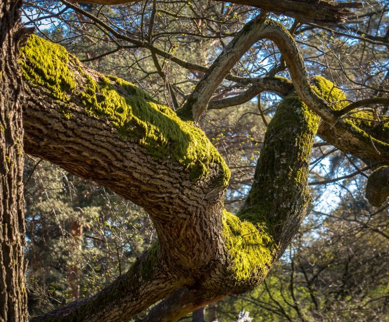 Eichenbäume - die ältesten Deutschlands findest du im Waldgebiet Ivenacker Eichen
