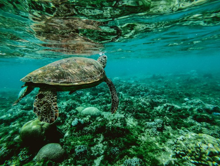 Die Unterwasserwelt der Malediven