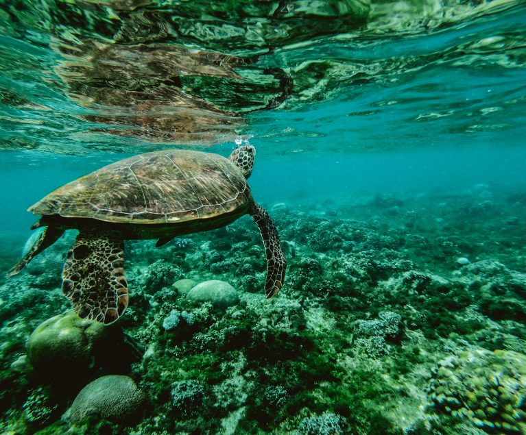 Die Unterwasserwelt der Malediven