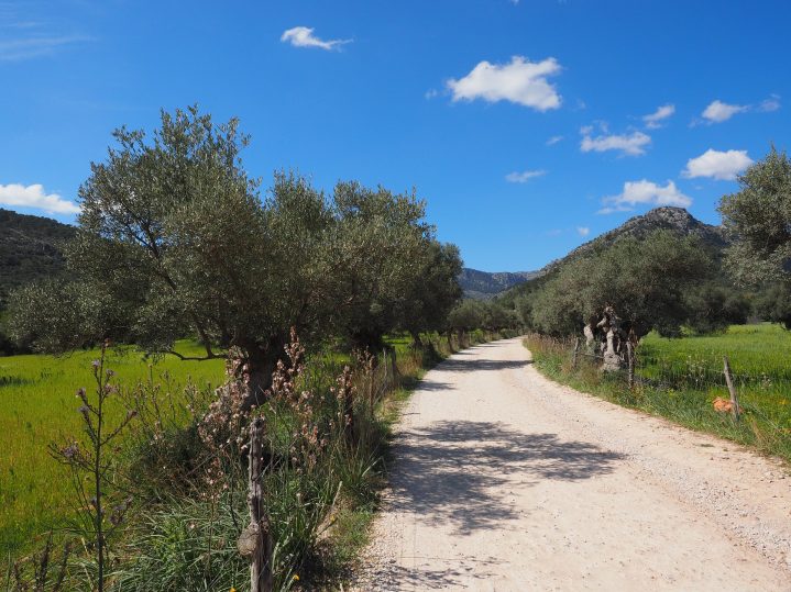 Olivenhaine entlang eines Wanderwegs auf Mallorca