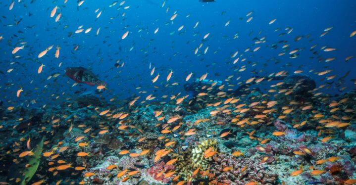 In Ägypten tauchen: Atemberaubende Tauchspots im Roten Meer