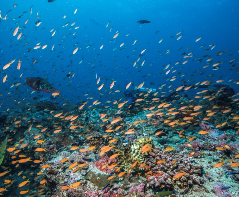 In Ägypten tauchen: Atemberaubende Tauchspots im Roten Meer