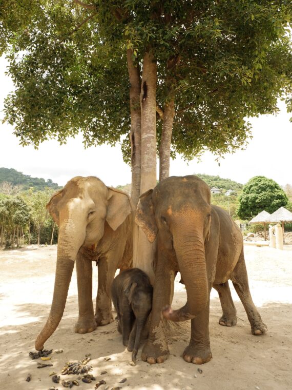 Khao Lak Ausflugsziel: Die Elefanten- Auffangsstationen