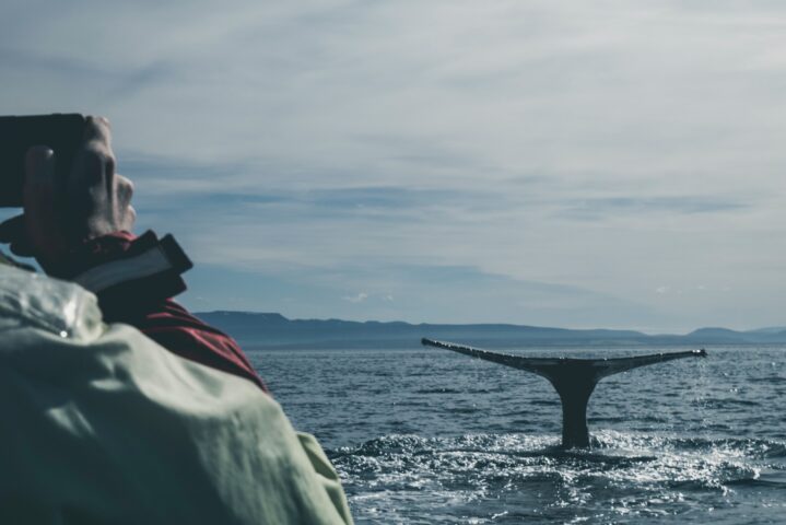 whale watching