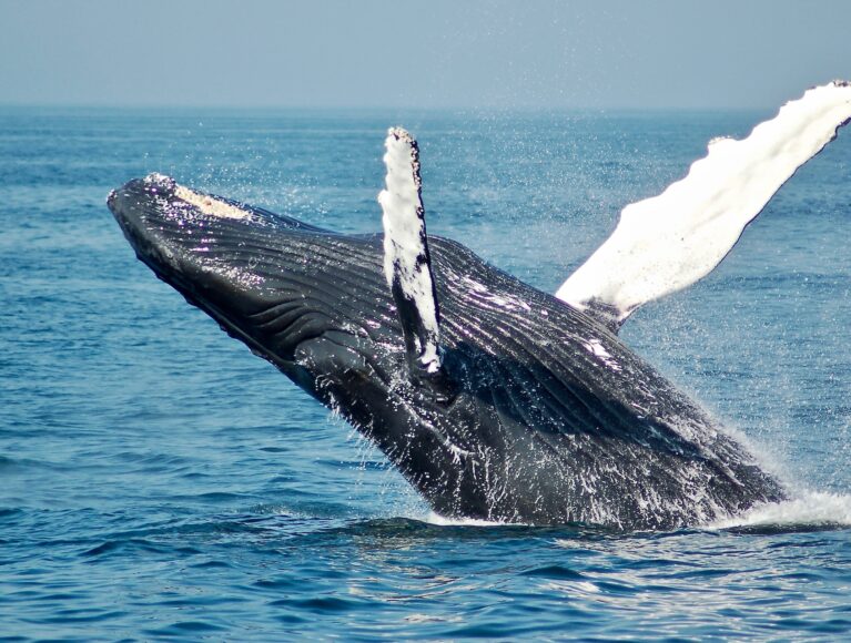 Whale Watching: Top-Spots & Tipps rund ums Beobachten von Walen und Delfinen