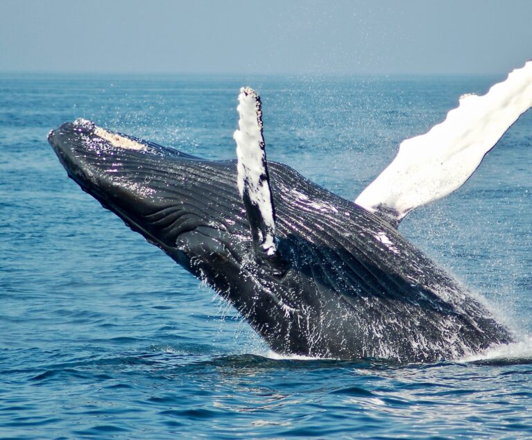 Whale Watching: Top-Spots & Tipps rund ums Beobachten von Walen und Delfinen