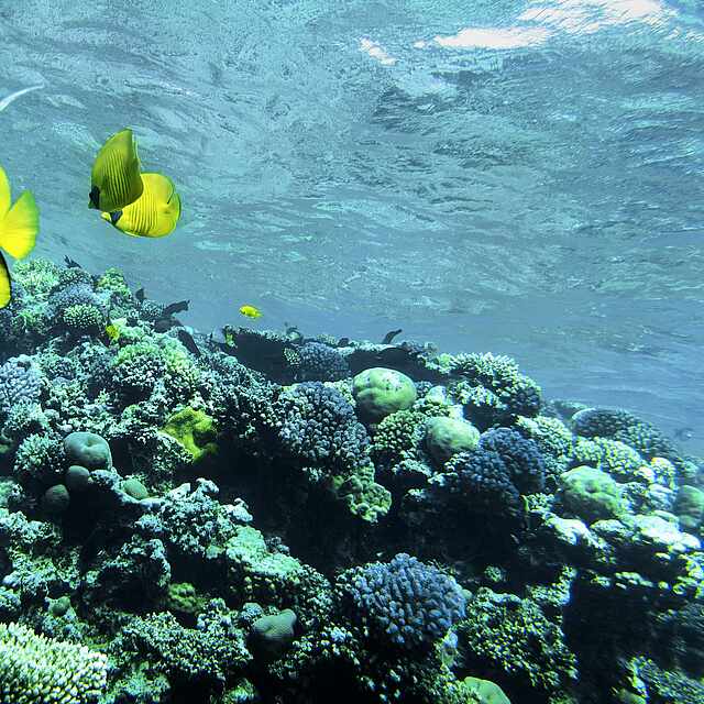Gelbe Fische und Korallen unter der Wasseroberfläche