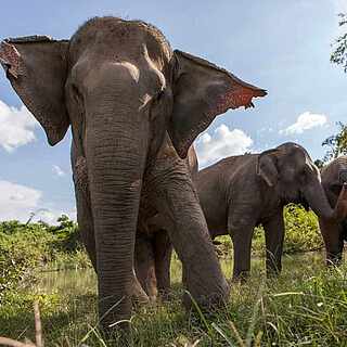 Elefantenherde Projekt TUI Care Foundation
