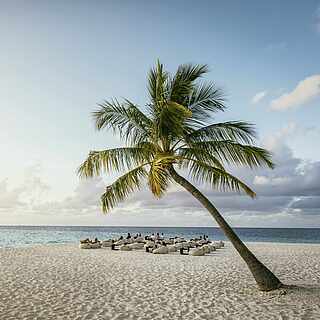 Meer und Strand mit einer Palma am rechten Bildrand 