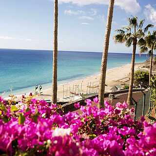 Klippe mit Blumen, Palmen und Ausblick auf den Strand und das Meer